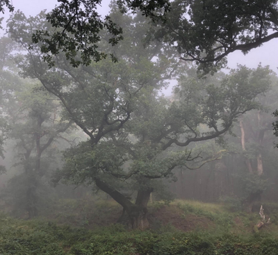 Wodanseiken Wolfheze - copyright Team Wolfheze.nl